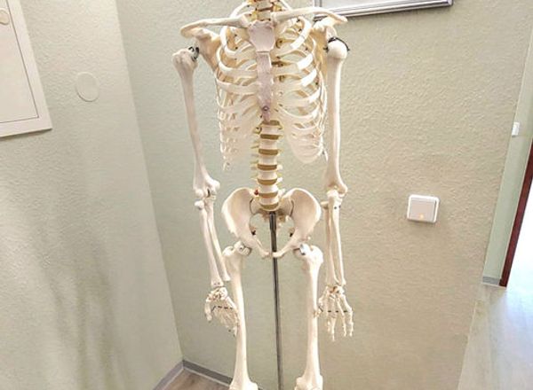 Anatomisches Skelettmodell auf Rollständer in einem hellen Praxisraum mit weißen Wänden und hellem Laminatboden